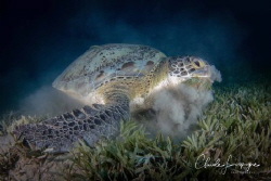 Green turtle by Claude Lespagne 